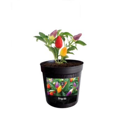[:VN]STEAM KIT - PLANT GROWTH ỚT NGŨ SẮC[:]